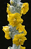 CLOSE-UP OF FLOWERS OF VERBASCUM OLYMPICUM