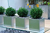 GALVANISED METAL CONTAINERS PLANTED WITH BOX (BUXUS SEMPERVIRENS) IN MODERN GARDEN DESIGNED BY WYNNIATT-HUSEY CLARKE.