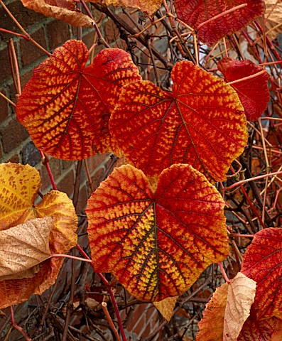 LEAVES_OF_VITIS_COIGNETIAE_WITH_AUTUMN_COLOUR