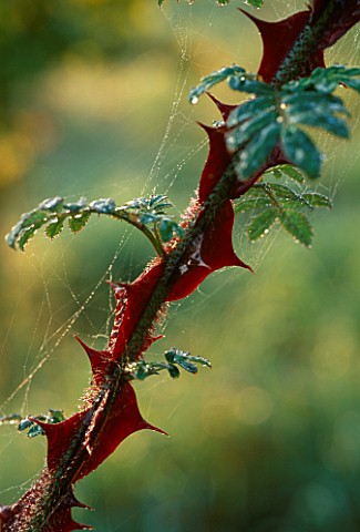 EARLY_MORNING_DEW_ON_THE_SPINES_OF_ROSA_OMEIENSIS_PTERACANTHA