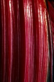 GRAPHIC DETAIL OF STEM OF RUBY CHARD.