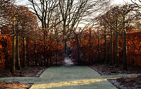 WINTER_SUNLIGHT_SHINES_ON_PART_OF_THE_BEECH_HEDGE_WALK__WHICH_IS_LINED_WITH_TILIA_LIMES_WOLLERTON_OL