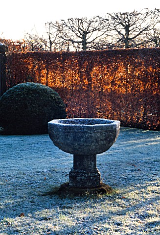 WINTER_SUNLIGHT_SHINES_THROUGH_THE_BEECH_HEDGES_ONTO_AN_OLD_STONE_URN_IN_THE_FROSTED_GARDEN_WOLLERTO
