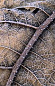 CLOSE DETAIL OF A HALF SKELETONISED LEAF OF GUNNERA MANICATA COVERED IN FROST.