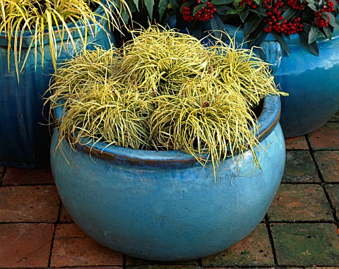 TURQUOISE_CONTAINER_WITH_CAREX_EVERGOLD_IN_THE_BACKGROUND_IS_SKIMMIA_REEVESIANA_THE_NICHOLS_GARDEN__