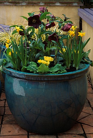TURQUOISE_CONTAINER_WITH_HELLEBORUS_X_HYBRIDUS_BALLARD_SEEDLING__PRIMROSES_AND_NARCISSUS_TETE_A_TETE