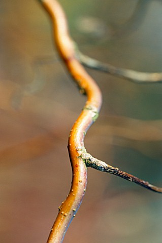 DETAIL_OF_A_TWISTED_BRANCH_OF_SALIX_ERYTHROFLEXUOSA