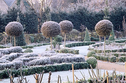 VIEW_ACROSS_THE_FROSTED_CELTIC_CROSS_KNOT_GARDEN__DOMINATED_BY_LOLLIPOP_TOPIARY_THE_ABBEY_HOUSE__WIL