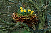 MAN MADE BIRDS NEST LINED WITH MOSS AND PLANTED WITH NARCISSUS MIDGET. DESIGNED BY IVAN HICKS. GROOMBRIDGE PLACE  KENT.