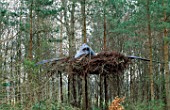 LARGE MAN MADE DINOSAUR NEST IN THE TREES WITH PTERODACTYL. DESIGNED BY IVAN HICKS. GROOMBRIDGE PLACE  KENT.