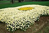 FRIED EGG MADE UP OF NARCISSUS ICE FOLLIES AND UNSURPASSIBLE. DESIGNED BY IVAN HICKS. GROOMBRIDGE PLACE  KENT.