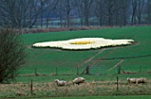 VIEW ACROSS THE FIELD TOWARDS THE FRIED EGG MADE UP OF NARCISSUS ICE FOLLIES AND UNSURPASSIBLE. DESIGNED BY IVAN HICKS. GROOMBRIDGE PLACE  KENT.