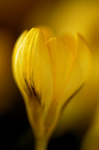 CROCUS_E_A_BOWLES