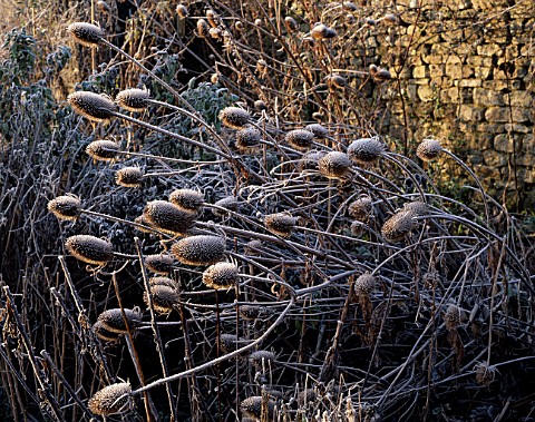 SPINY_FLOWERHEADS_OF_DIPSACUS_FULLONUM_COMMON_TEASLE_DUSTED_WITH_FROST_THE_ABBEY_HOUSE__WILTSHIRE