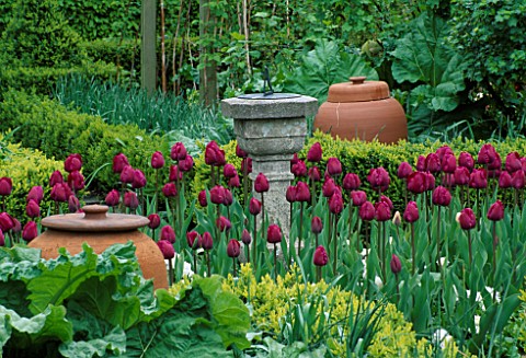 TULIP_PINK_IMPRESSION_BESIDE_TERACOTTA_RHUBARB_FORCING_POTS_AND_SUNDIAL_LORD_LEYCESTER_HOSPITAL_GARD