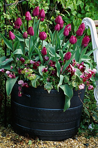 TUB_OF_TULIPS_AND_PANSIES_LORD_LEYCESTER_HOSPITAL_GARDEN__WARWICK