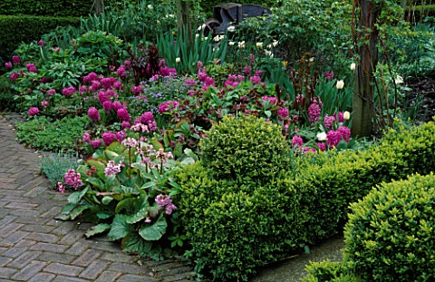 CLIPPED_BOX_ENCLOSES_BORDER_OF_HYACINTH_AMETHYST__BERGENIA__AND_HELLEBORES_LORD_LEYCESTER_HOSPITAL_G