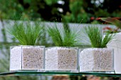 A ROW OF SCIRPUS GRASS PLANTED IN WHITE GRAVEL INSIDE GLASS CUBE CONTAINERS. DESIGNED BY STEPHEN WOODHAMS. MARKS & SPENCERS CUT GRASS GARDEN  CHELSEA 2000