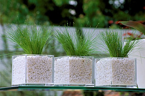 A_ROW_OF_SCIRPUS_GRASS_PLANTED_IN_WHITE_GRAVEL_INSIDE_GLASS_CUBE_CONTAINERS_DESIGNED_BY_STEPHEN_WOOD