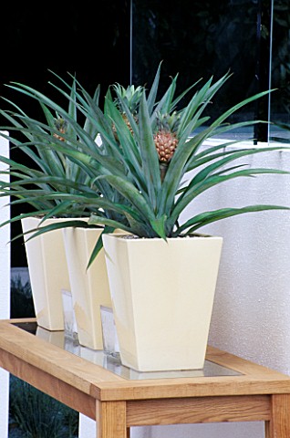 ROW_OF_PINEAPPLE_PLANTS_IN_YELLOW_CONTAINERS_ON_WOODEN_BENCH_MARKS_AND_SPENCERS_CUT_GRASS_GARDEN_DES