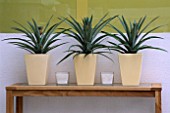 ROW OF PINEAPPLE PLANTS IN YELLOW CONTAINERS ON WOODEN BENCH. MARKS AND SPENCERS CUT GRASS GARDEN DESIGNED BY STEPHEN WOODHAMS. CHELSEA 2000