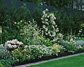 MIXED BORDER OF CRAMBE CORDIFOLIA  HOSTAS  ROSES & RHODODENDRON. HOMES & GARDENS THE GARDEN OF REFLECTION DESIGNED BY A. ARMOUR WILSON & P. ROGERS. CHELSEA 2000