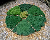 DETAIL OF A THYME WHEEL WITH LEMON  CREEPING  GOLDEN  CILICIUS  COCCINEUS  DOONE VALLEY & DRUCET THYMES.THE GODSTONE GARDENERS CLUB COURTYARD GARDEN. DES: TRYSHA HUNT/CHELSEA 2000