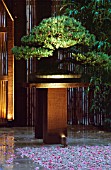 RAKED GRAVEL  BAMBOO AND A PINUS BONSAI ON A DARK OAK PLINTH LIT UP AT NIGHT. THE ZEN INSPIRED GARDEN DESIGNED BY SPIDERGARDEN.COM. LIGHTING BY COTSWOLD ELECTRICALS CHELSEA 2000
