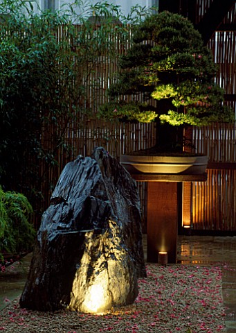 RAKED_GRAVEL__BAMBOO__NATURAL_ROCK__PINUS_BONSAI_ON_AN_OAK_PLINTH_LIT_BY_AN_UPLIGHTER_FROM_COTSWOLD_
