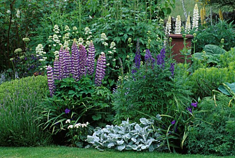 LAUNA_SLATTERS_GARDEN__OXON_BORDER_WITH_STACHYS__ACONITUM__LUPINS_AND_CENTRANTHUS