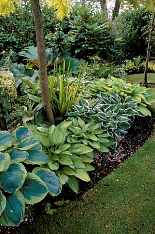 COLIN_AND_RUTH_LORKINGS_GARDEN__SUFFOLK_SHADY_SEMIWOODLAND_BORDER_WITH_ROBINIA_FRISIA_AND_HOSTAS__FR