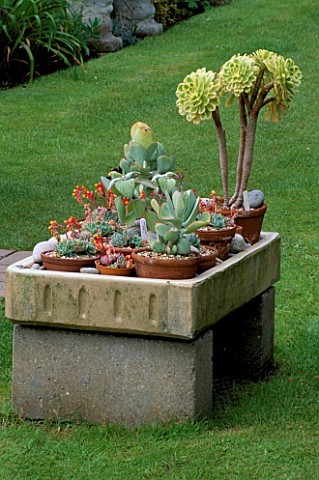 COLIN_AND_RUTH_LORKINGS_GARDEN__SUFFOLK_A_COLLECTION_OF_NON_HARDY_SUCCULENT_PLANTS_INCLUDING_AN_AEON