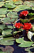 NYMPHAEA (WATER LILIES)
