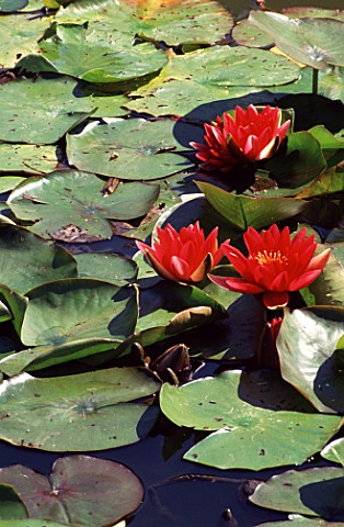 NYMPHAEA_WATER_LILIES