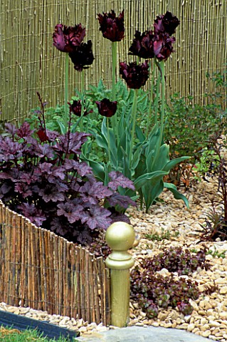 GRAVEL_GARDEN_WITH_HEUCHERA_PLUM_PUDDIN_AND_TULIP_BLACK_PARROT_BEHIND_IS_A_GOLD_PAINTED_WILLOW_SCREE