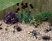 GRAVEL GARDEN WITH HEUCHERA PLUM PUDDIN TULIP BLACK PARROT  GOLD PAINTED STONES AND OPHIOPOGON NIGRESCENS. BEHIND IS A GOLD PAINTED WILLOW SCREEN