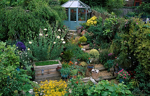 STEEPLY_SLOPING_BACK_GARDEN_WITH_GREENHOUSE__GRAVEL_AND_RAILWAY_SLEEPER_STEPS__MIMULUS_AND_ROMNEYA_C