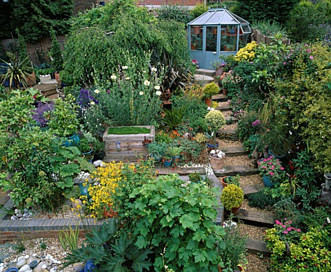 SLOPING_BACK_GARDEN_WITH_BLUE_GREENHOUSE__GRAVEL_AND_RAILWAY_SLEEPER_PATH__RHEUM_PALMATUM__MIMULUS_A