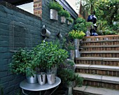 AN AQUA PAINTED WALL AND BRICK STEPS WITH GALVANISED POTS PLANTED WITH DIFFERENT VARIETIES OF CULINARY HERBS. ROBIN GREEN & RALPH CADES GARDEN  LONDON