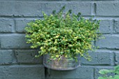 GALVANISED WALL CONTAINER PLANTED WITH GOLDEN MARJORAM. ROBIN GREEN & RALPH CADES GARDEN  LONDON