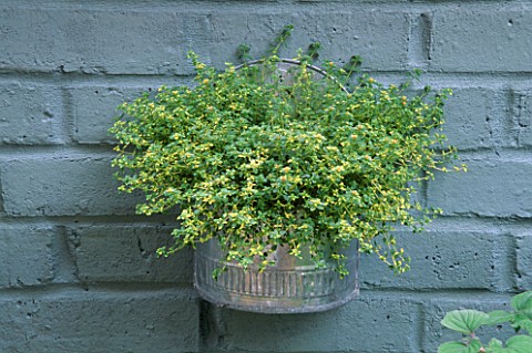 GALVANISED_WALL_CONTAINER_PLANTED_WITH_GOLDEN_MARJORAM_ROBIN_GREEN__RALPH_CADES_GARDEN__LONDON