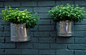 GALVANISED METAL CONTAINERS PLANTED WITH GOLDEN MARJORAM. ROBIN GREEN & RALPH CADES GARDEN  LONDON