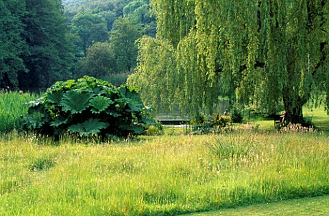 THE_LAKE_WITH_WILLOW_TREE_AND_GUNNERA_MANICATA_AT_VALE_END__SURREY
