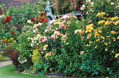 ALSTROEMERIAS_AND_ROSES_IN_CAROLYN_HUBBLES_GARDEN__SHROPSHIRE