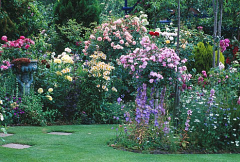 ROSES_AND_LAWN_IN_CAROLYN_HUBBLES_GARDEN__SHROPSHIRE
