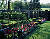 TULIPS CHINA PINK &  QUEEN OF THE NIGHT PLUS FORGET-ME-NOTS  LOOKING THROUGH ESPALIERED PEARS TO KITCHEN GARDEN & STANDARD GOOSEBERRY BUSHES. PASHLEY MANOR GARDENS  E.SUSSEX.