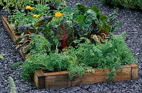 RAISED_VEGETABLE_BED_WITH_CHARD_BRIGHT_LIGHTS__CARROTS_FERIA_AND_MARIGOLD_HAMPTON_COURT_2000__YOU_MA