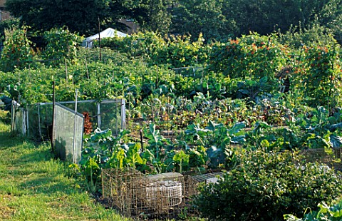 GENERAL_VIEW_OF_ALLOTMENT_WITH_SWISS_CHARD_AND_RUNNER_BEANS