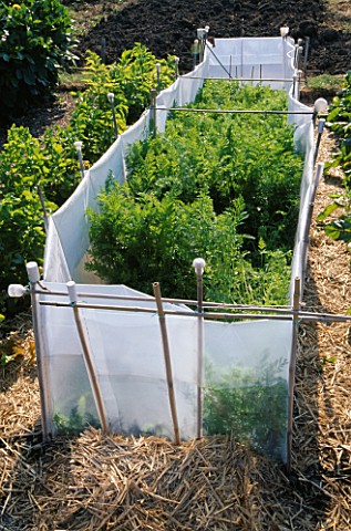 CARROTS_IN_AN_ALLOTMENT_PROTECTED_FROM_WHITEFLY_BY_WHITE_SHEETING