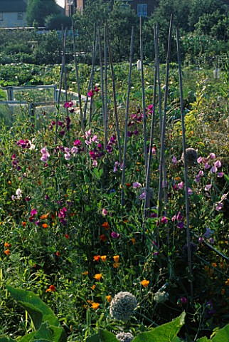 SWEET_PEAS_AND_CALIFORNIAN_POPPIES_ESCHSCHOLZIA_CALIFORNICA_GROWING_ON_AN_ALLOTMENT